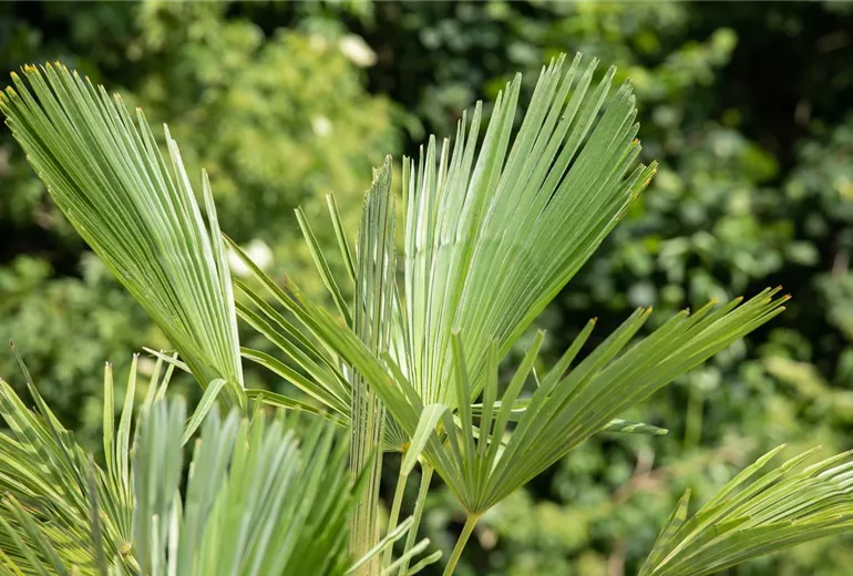 Trachycarpus fortunei