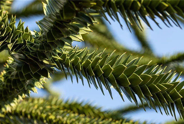 Araucaria araucana