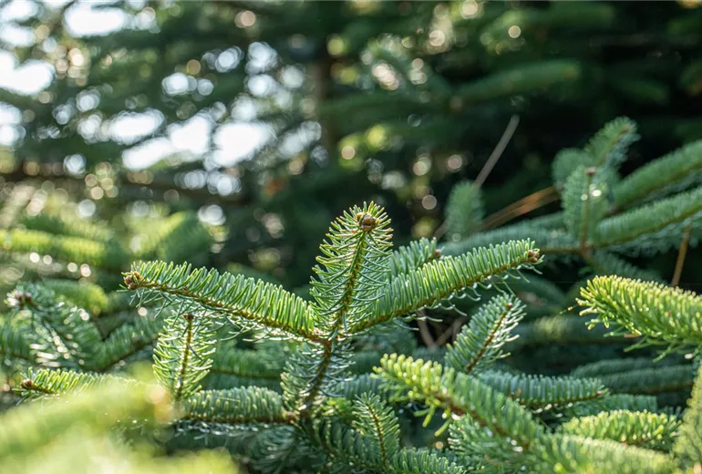 Abies cephalonica 'Meyer´s Dwarf'