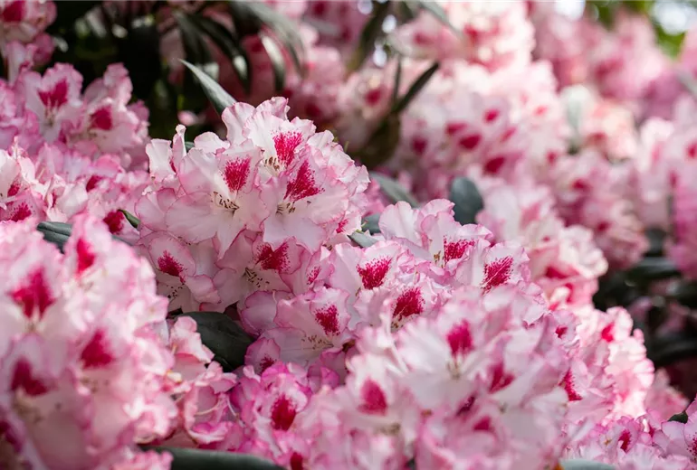 Rhododendron 'Hachmann´s Charmant'(s)