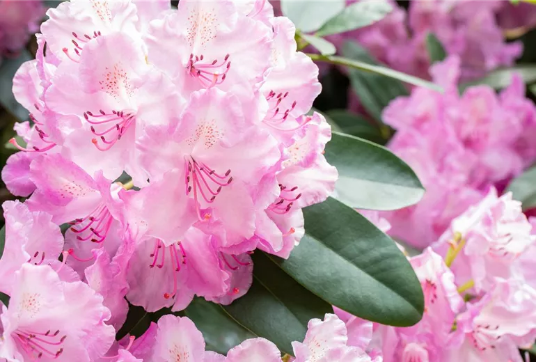 Rhododendron 'Aristide Briand'