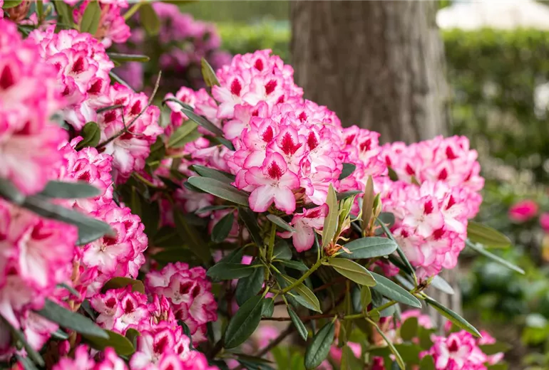 Rhododendron 'Hachmann´s Charmant'(s)
