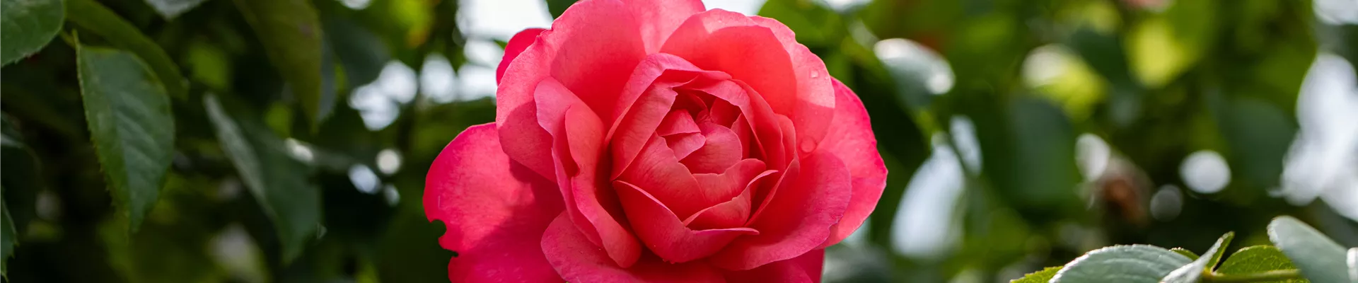 Kletterrose, rosa