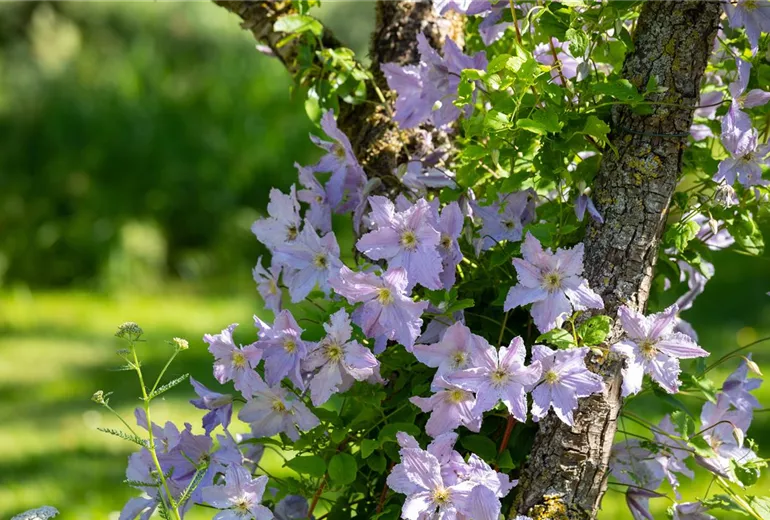 Clematis 'Proteus'