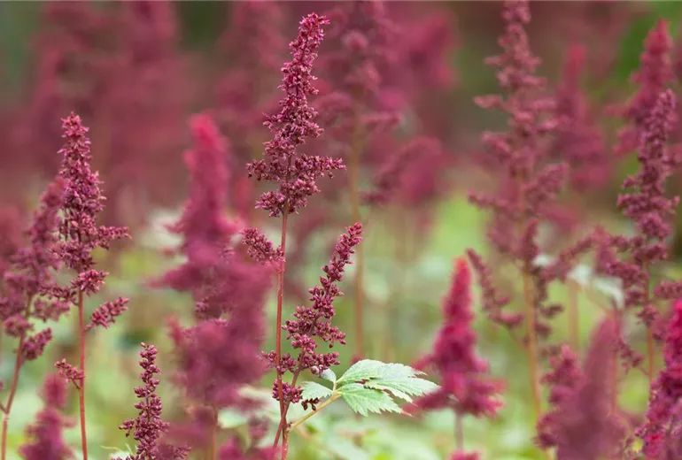 Astilbe x arendsii 'Fanal'