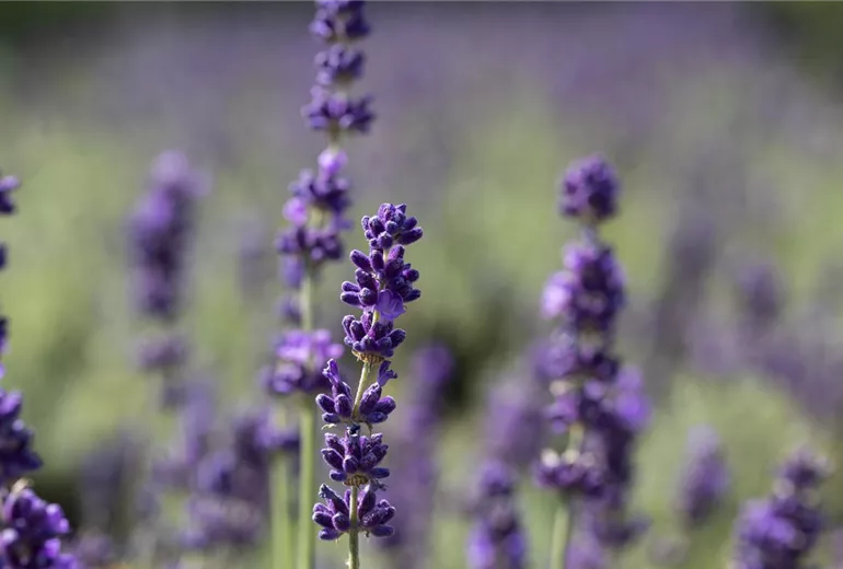 Lavandula angustifolia