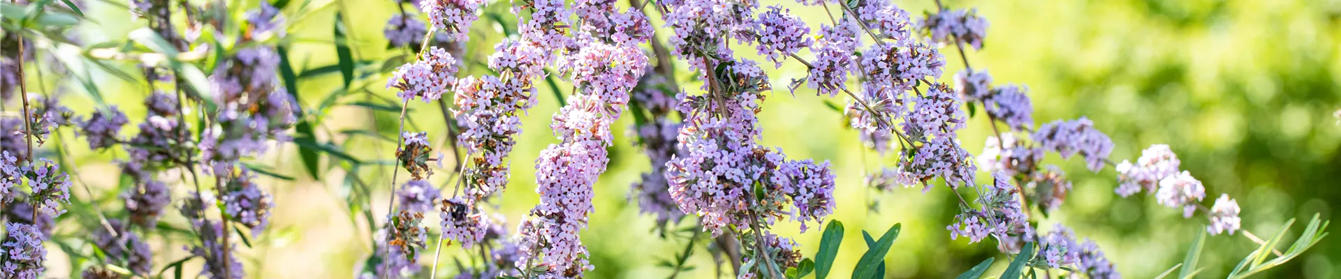Buddleja alternifolia
