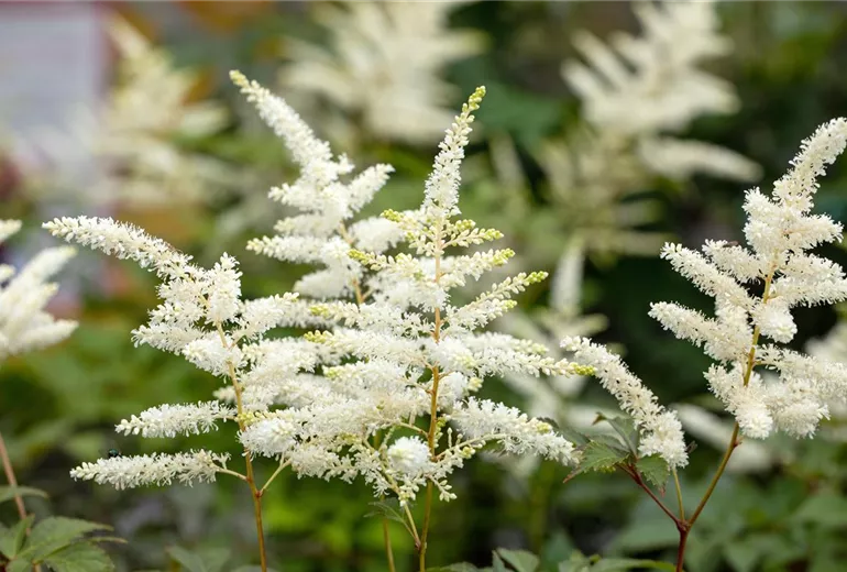 Astilbe japonica 'Washington'