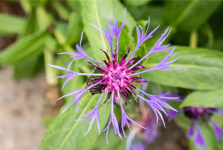 Centaurea montana