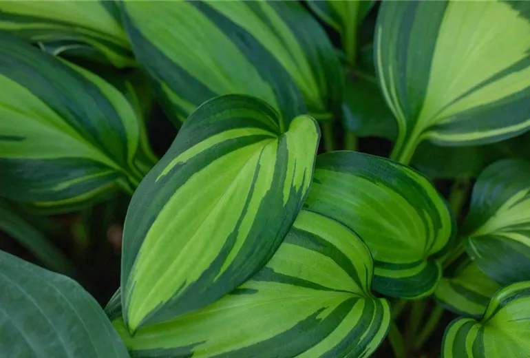 Hosta, buntblättrig