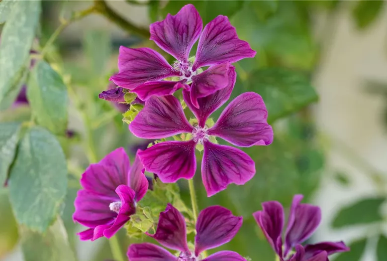 Malva sylvestris ssp. mauritiana
