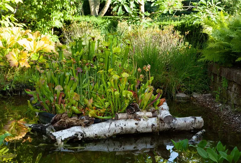Sarracenia
