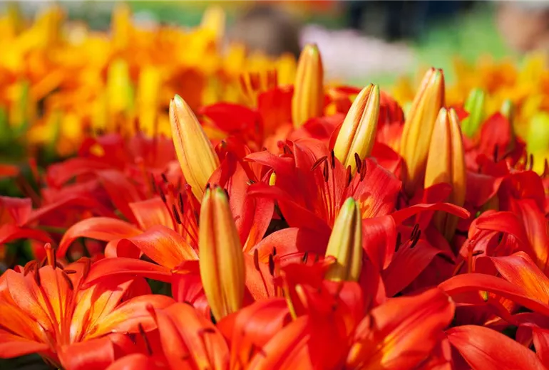 Lilium 'Orange Matrix'
