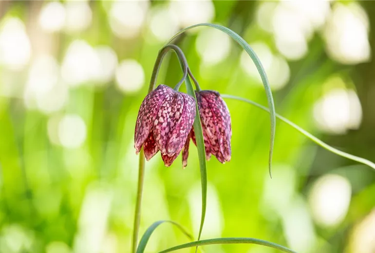 Fritillaria meleagris