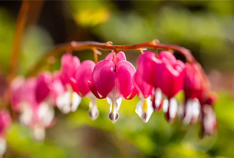 Dicentra spectabilis