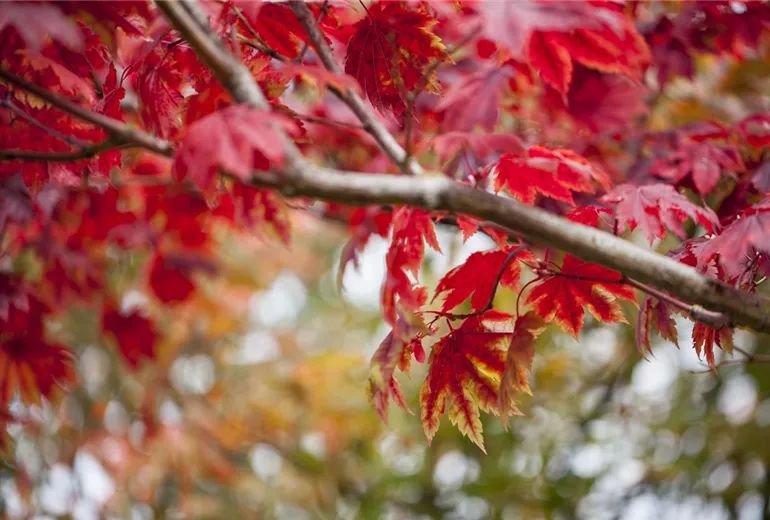 Acer japonicum 'Vitifolium'