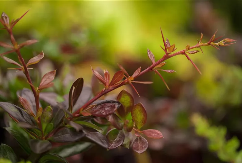 Berberis x media 'Red Jewel'