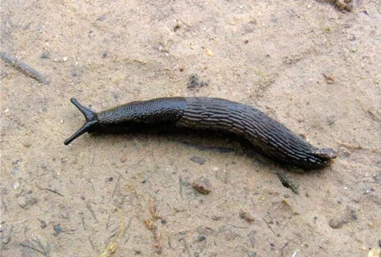 Garten-Wegschnecke