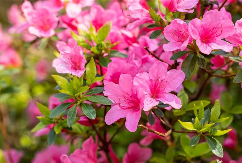 Rhododendron obtusum 'Madame Albert van Hecke'