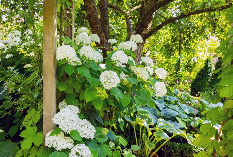 Hydrangea arborescens