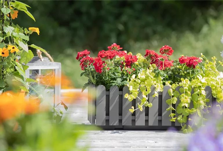 Verbena aufrecht, rot