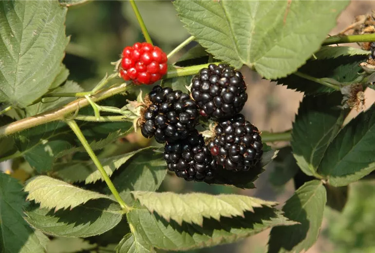 Rubus fruticosus
