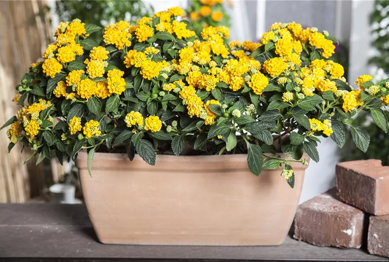 Lantana camara, gelb