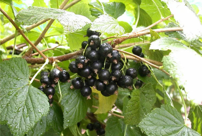 Ribes nigrum 'Titania'(s)