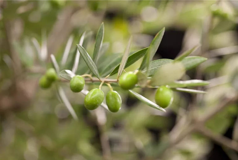 Olea europaea, Stamm
