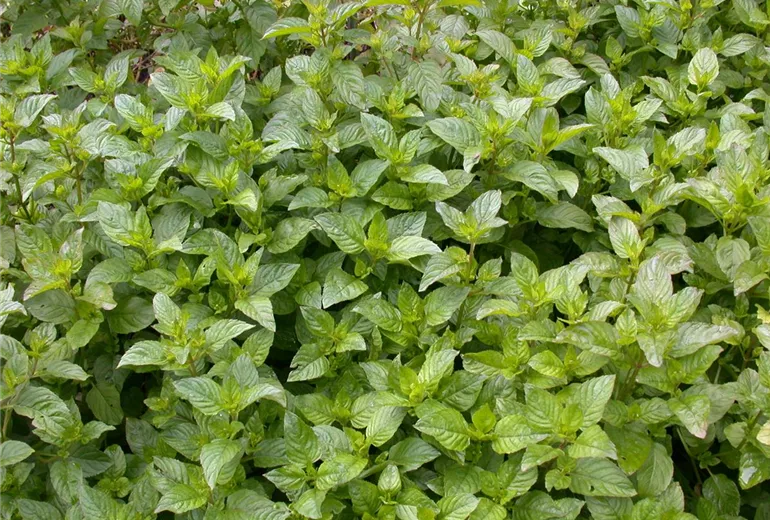 Mentha x piperita 'Orange'