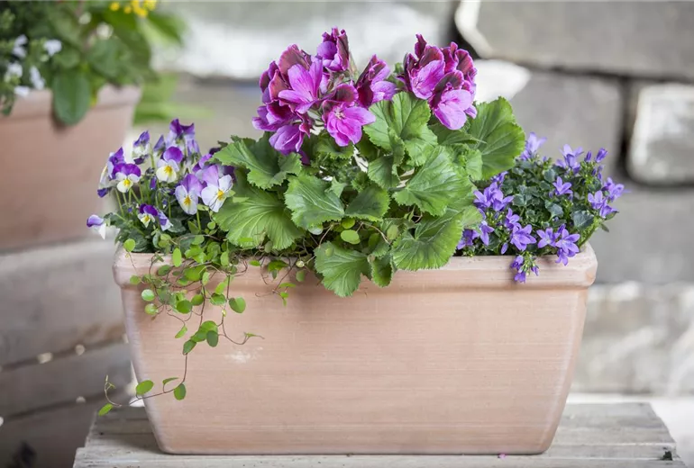 Pelargonium