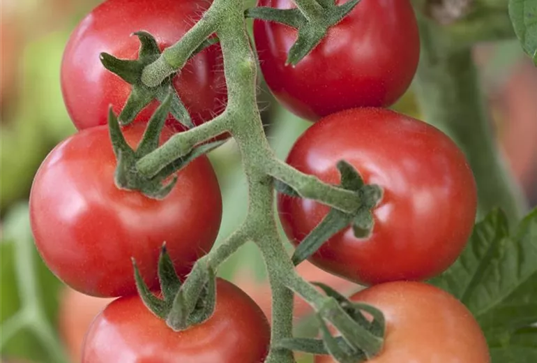 Solanum lycopersicum