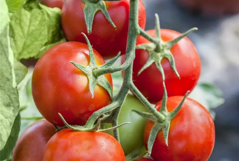 Solanum lycopersicum