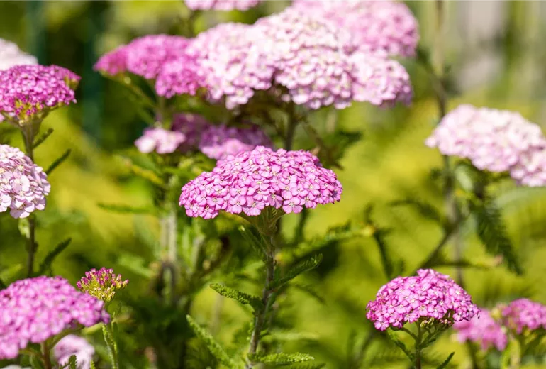 Achillea millefolium