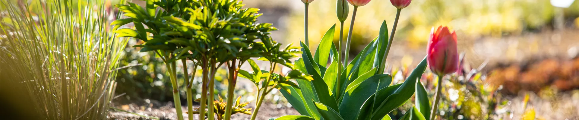 Tulipa, rosa