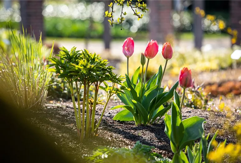 Tulipa, rosa