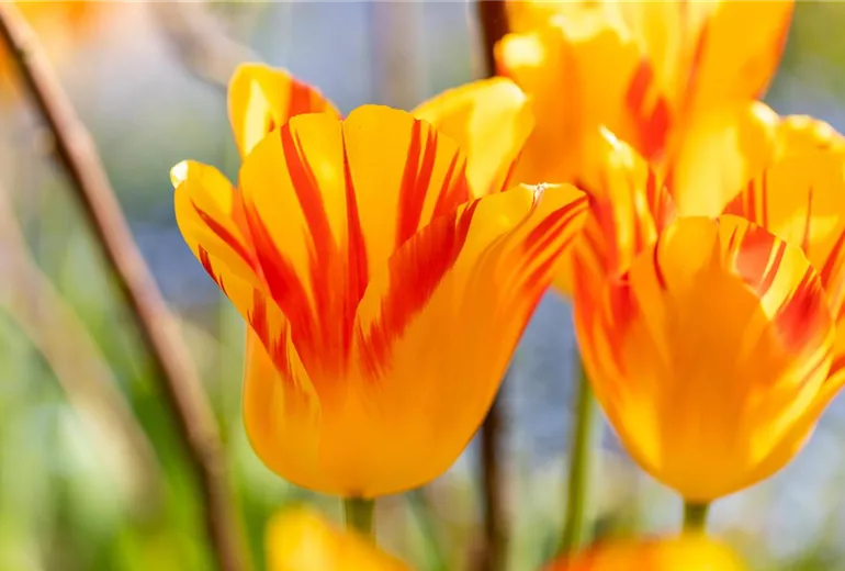 Tulipa, gelb-rot