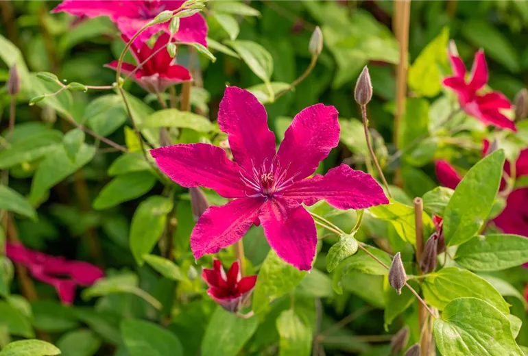 Clematis 'Rüütel'