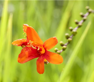 Crocosmia cro. 'Carmina Brillant'