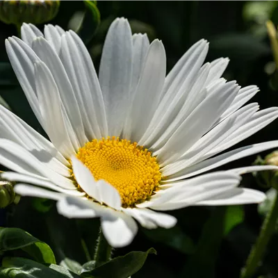 Leucanthemum maximum