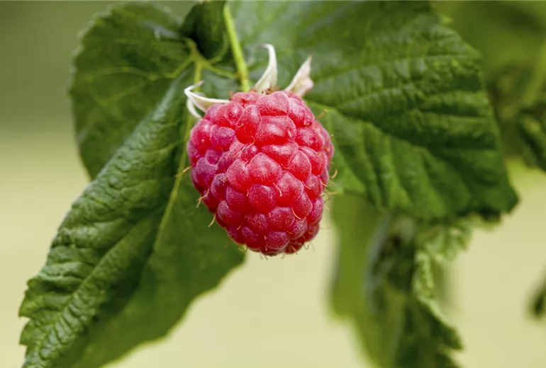 Rubus idaeus & Rubus fruticosus