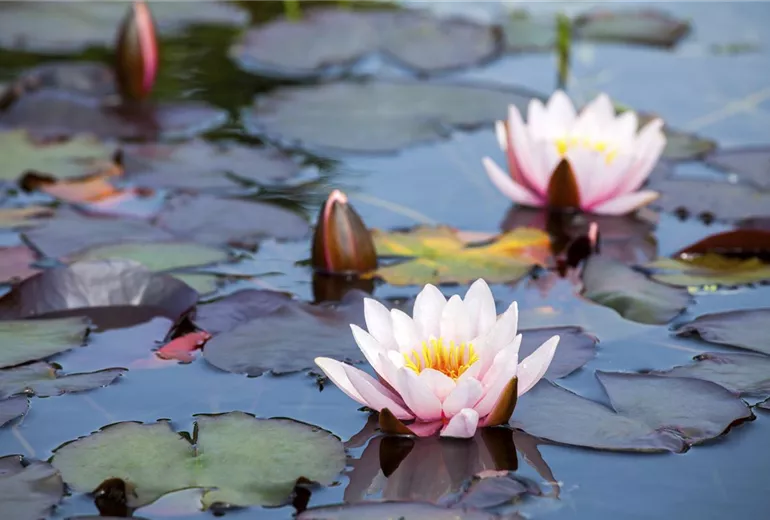 Nymphaea