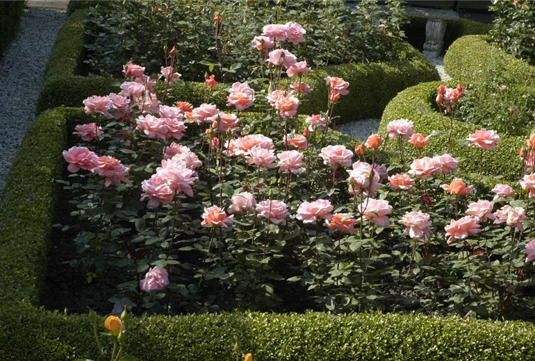 Edelrose, rosa