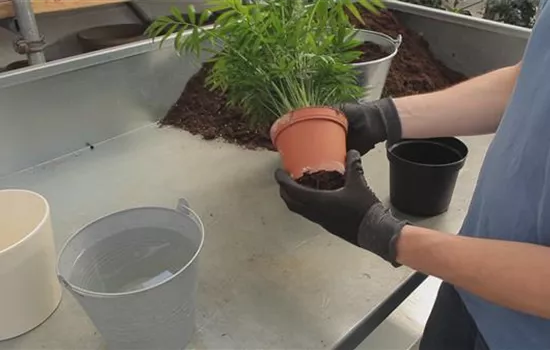 Kentia-Palme - Umtopfen