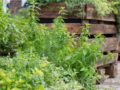 Die beliebtesten Kräuter- und Gemüsepflanzen für Garten und Co.